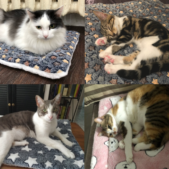 Cozy Calming Cat Blanket