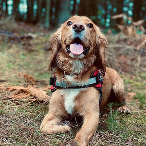 Personalised No Pull Dog Harness - Waggy Tails