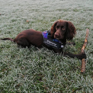 Personalised No Pull Dog Harness - Waggy Tails