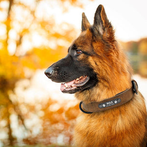 Personalised Pet Collar - Waggy Tails